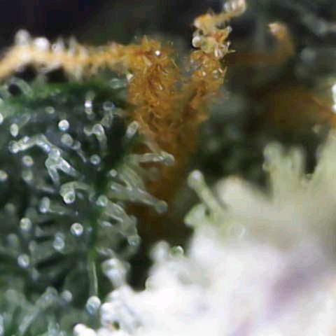 Banana Purple Punch Auto growlog timeline photo
