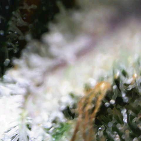 Banana Purple Punch Auto growlog timeline photo