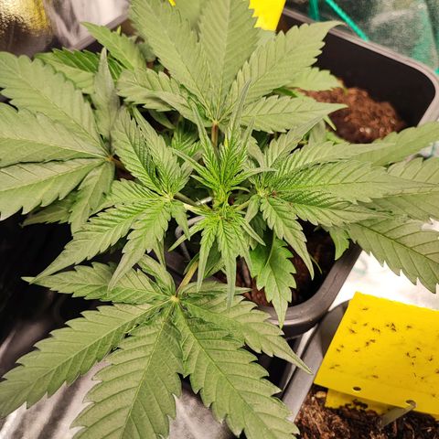 Strawberry Gorilla Auto  growlog photo: Die ersten Anzeichen der Vorblüte machen sich bei 3 bemerkbar