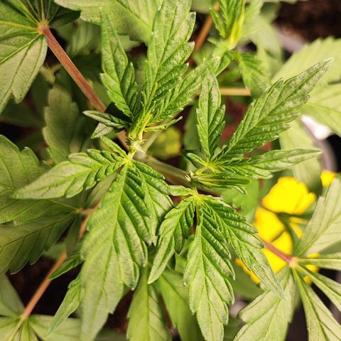 Strawberry Gorilla Auto  growlog photo: Die ersten Anzeichen der Vorblüte machen sich bei 3 bemerkbar