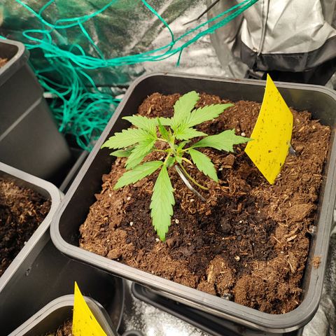Strawberry Gorilla Auto  growlog photo: Die ersten Anzeichen der Vorblüte machen sich bei 3 bemerkbar