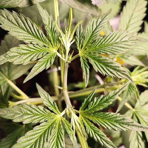 Strawberry Gorilla Auto  growlog photo: Die ersten Anzeichen der Vorblüte machen sich bei 3 bemerkbar
