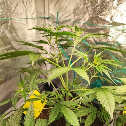 Strawberry Gorilla Auto  growlog photo: Die eingesetzte Vorblüte. Das Sorgenkind hat sich aber auch sehr gut erholt