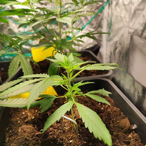 Strawberry Gorilla Auto  growlog photo: Die eingesetzte Vorblüte. Das Sorgenkind hat sich aber auch sehr gut erholt
