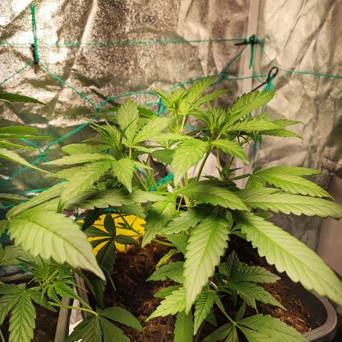 Strawberry Gorilla Auto  growlog photo: Die eingesetzte Vorblüte. Das Sorgenkind hat sich aber auch sehr gut erholt