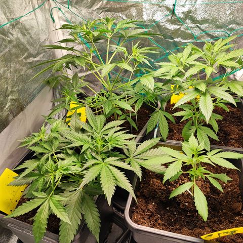 Strawberry Gorilla Auto  growlog photo: Die eingesetzte Vorblüte. Das Sorgenkind hat sich aber auch sehr gut erholt