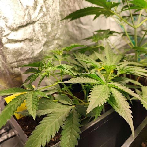Strawberry Gorilla Auto  growlog photo: Die eingesetzte Vorblüte. Das Sorgenkind hat sich aber auch sehr gut erholt