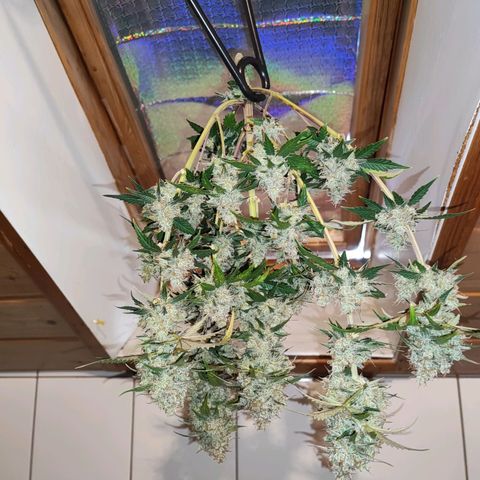 Banana Purple Punch Auto growlog timeline photo