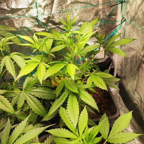 Strawberry Gorilla Auto  growlog timeline photo
