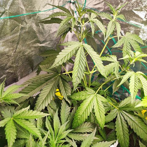 Strawberry Gorilla Auto  growlog timeline photo