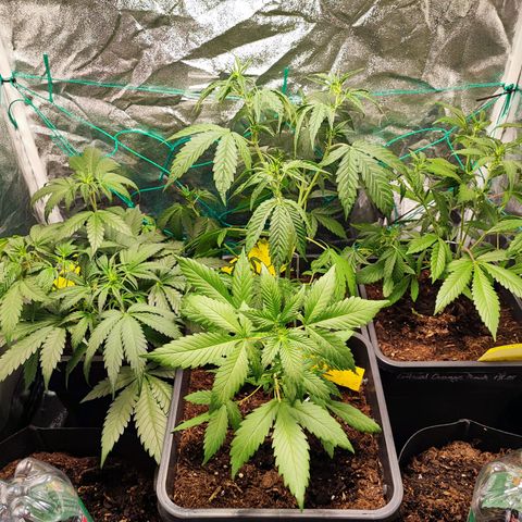 Strawberry Gorilla Auto  growlog timeline photo