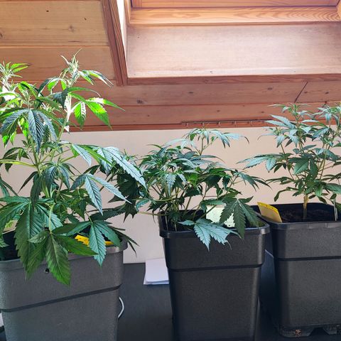 Strawberry Gorilla Auto  growlog timeline photo
