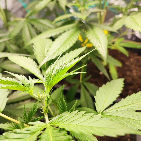 Strawberry Gorilla Auto  growlog timeline photo