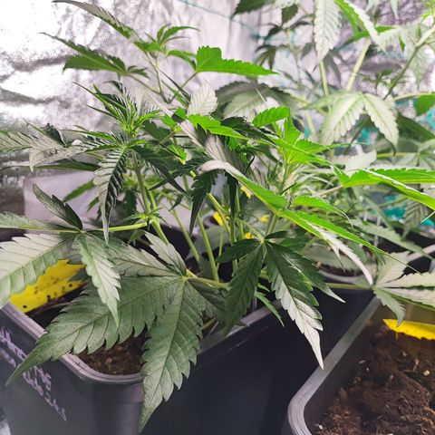 Strawberry Gorilla Auto  growlog timeline photo
