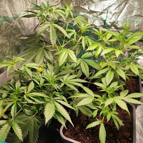 Strawberry Gorilla Auto  growlog timeline photo