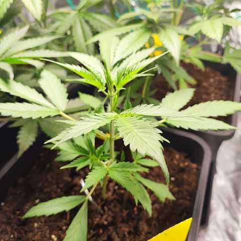 Strawberry Gorilla Auto  growlog timeline photo