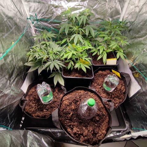Tropicana Cookies Fast Flowering growlog timeline photo