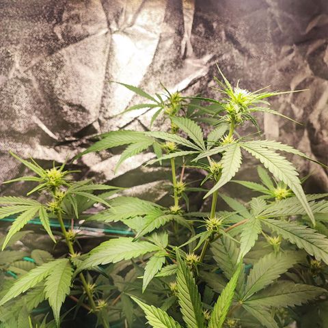 Strawberry Gorilla Auto  growlog timeline photo