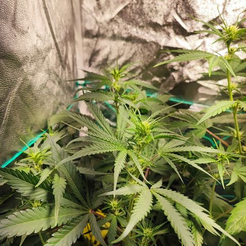Strawberry Gorilla Auto  growlog timeline photo