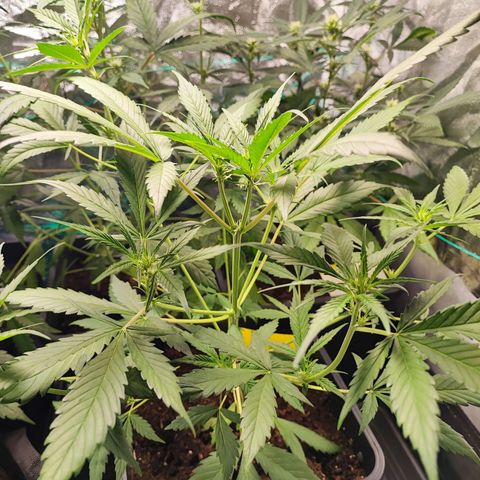 Strawberry Gorilla Auto  growlog timeline photo