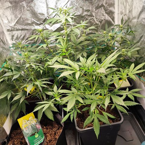 Strawberry Gorilla Auto  growlog timeline photo