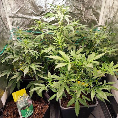 Strawberry Gorilla Auto  growlog timeline photo