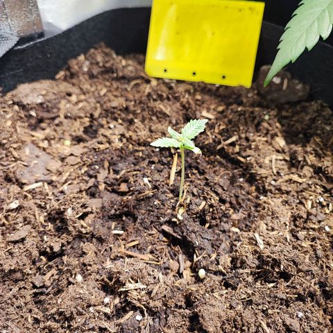 Tropicana Cookies Fast Flowering growlog timeline photo