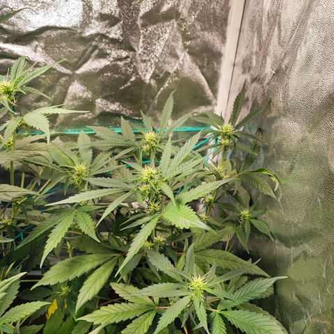 Strawberry Gorilla Auto  growlog timeline photo