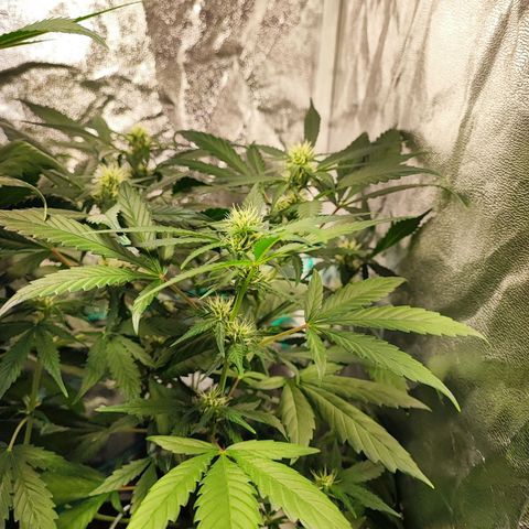 Strawberry Gorilla Auto  growlog timeline photo