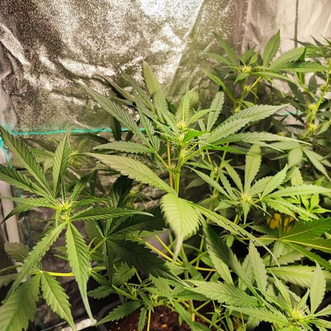 Strawberry Gorilla Auto  growlog timeline photo