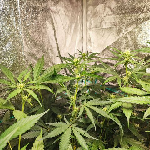 Strawberry Gorilla Auto  growlog timeline photo