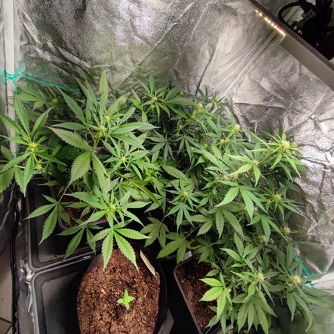 Strawberry Gorilla Auto  growlog timeline photo