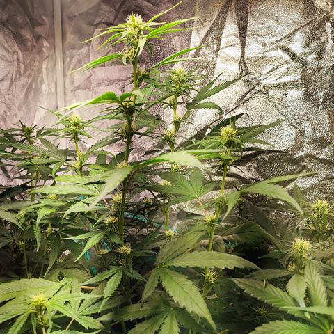 Strawberry Gorilla Auto  growlog timeline photo