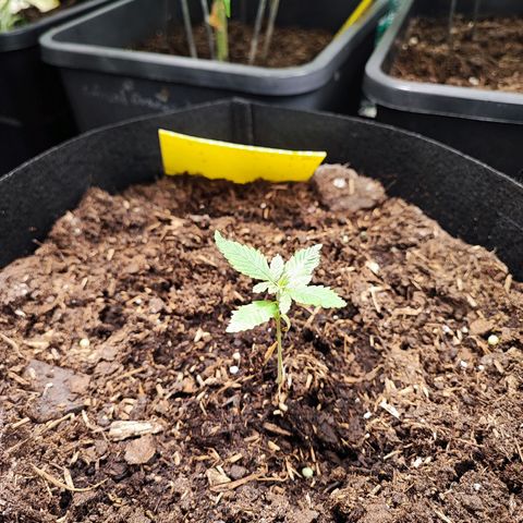 Tropicana Cookies Fast Flowering growlog photo: Lediglich eine Pflanze hat es geschafft