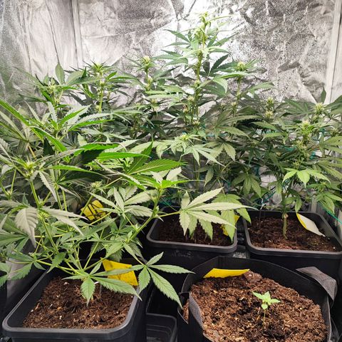 Tropicana Cookies Fast Flowering growlog photo: Lediglich eine Pflanze hat es geschafft
