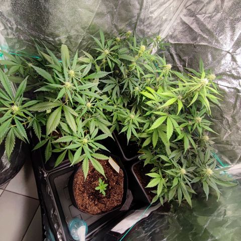 Tropicana Cookies Fast Flowering growlog timeline photo