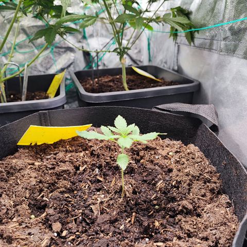 Tropicana Cookies Fast Flowering growlog timeline photo