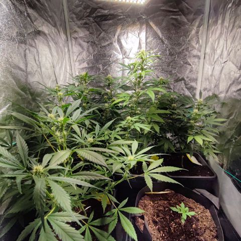 Tropicana Cookies Fast Flowering growlog timeline photo