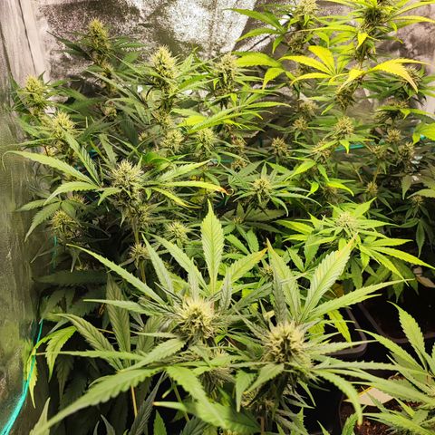 Strawberry Gorilla Auto  growlog timeline photo