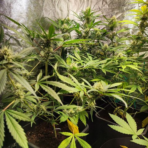 Strawberry Gorilla Auto  growlog timeline photo