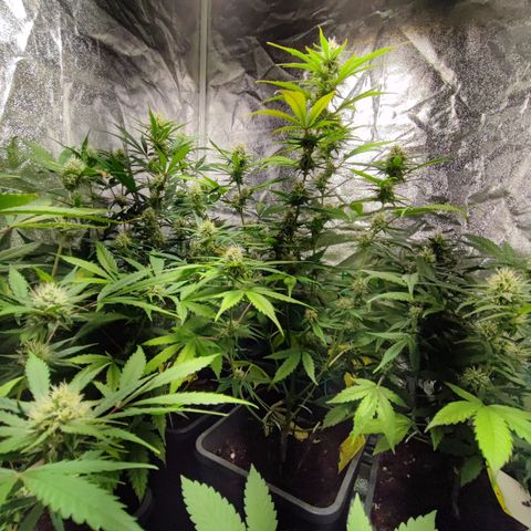 Strawberry Gorilla Auto  growlog timeline photo