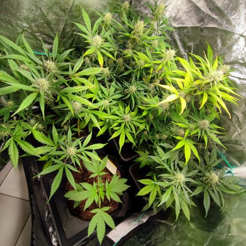 Strawberry Gorilla Auto  growlog timeline photo