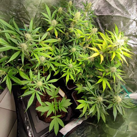 Strawberry Gorilla Auto  growlog timeline photo
