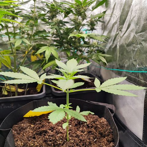 Tropicana Cookies Fast Flowering growlog timeline photo