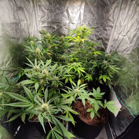 Strawberry Gorilla Auto  growlog timeline photo