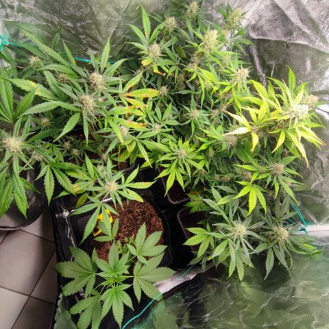 Strawberry Gorilla Auto  growlog timeline photo