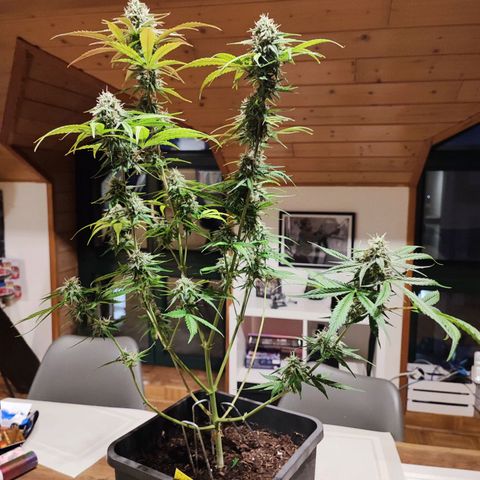 Strawberry Gorilla Auto  growlog timeline photo