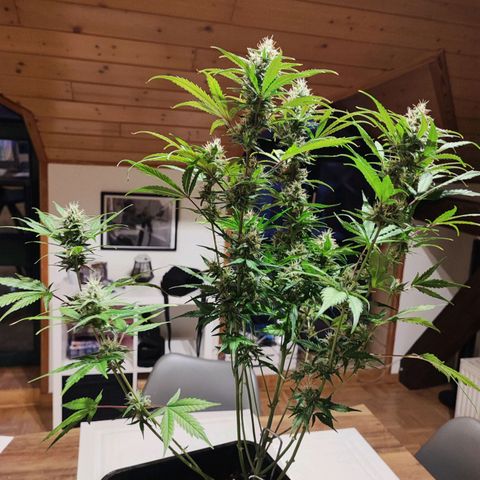 Strawberry Gorilla Auto  growlog timeline photo