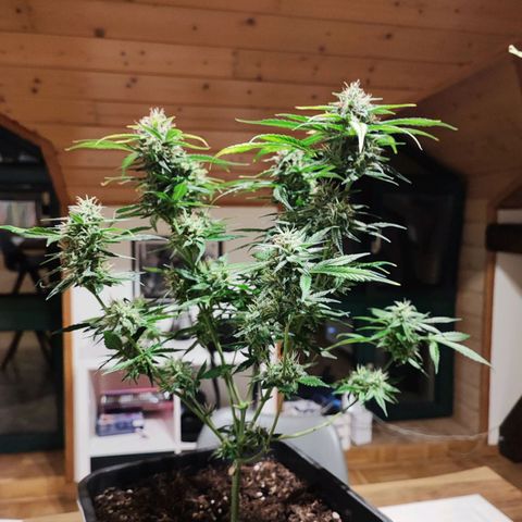 Strawberry Gorilla Auto  growlog timeline photo