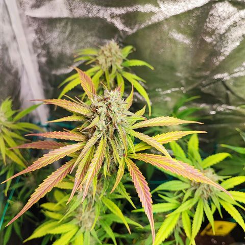 Strawberry Gorilla Auto  growlog timeline photo